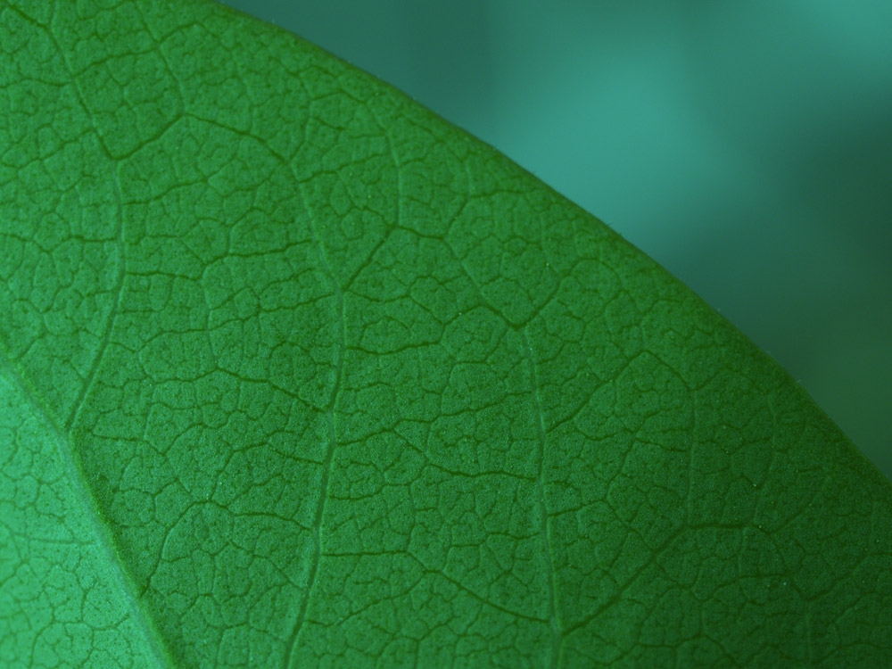 Photography by Stuige for DesignCrowd (Community Contests) | Design #8969168