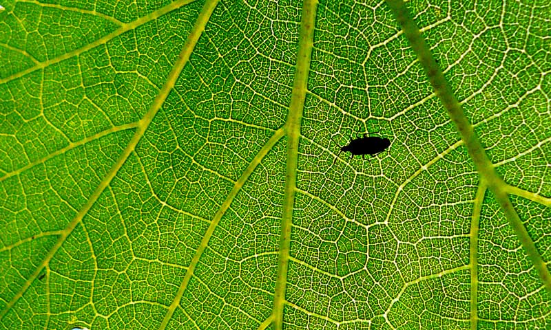 Fotografía por seethingsclear para DesignCrowd (Community Contests) | Diseño #8969180