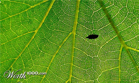 Photography by seethingsclear