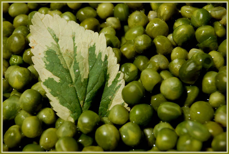 Photography by Chimmi for DesignCrowd (Community Contests) | Design #8969324