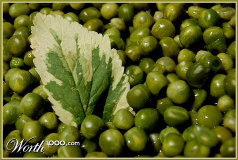 Photography by Chimmi