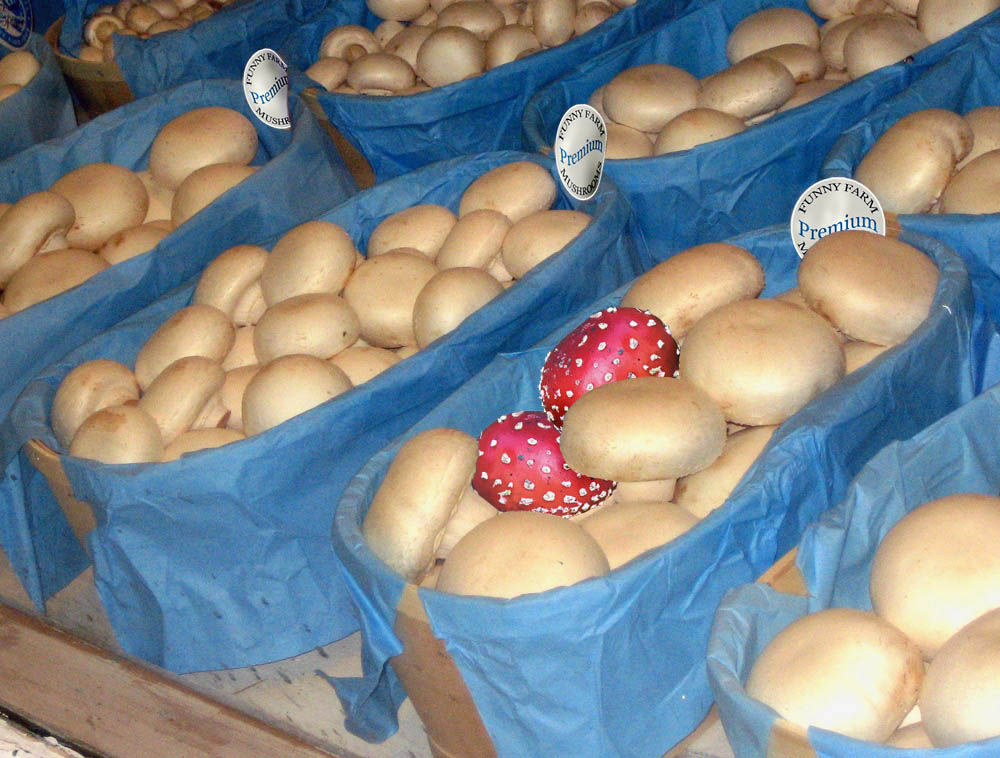 Design Photoshop par willibarb pour DesignCrowd (Community Contests) | Design #8971295