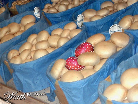 Photoshop Design by willibarb