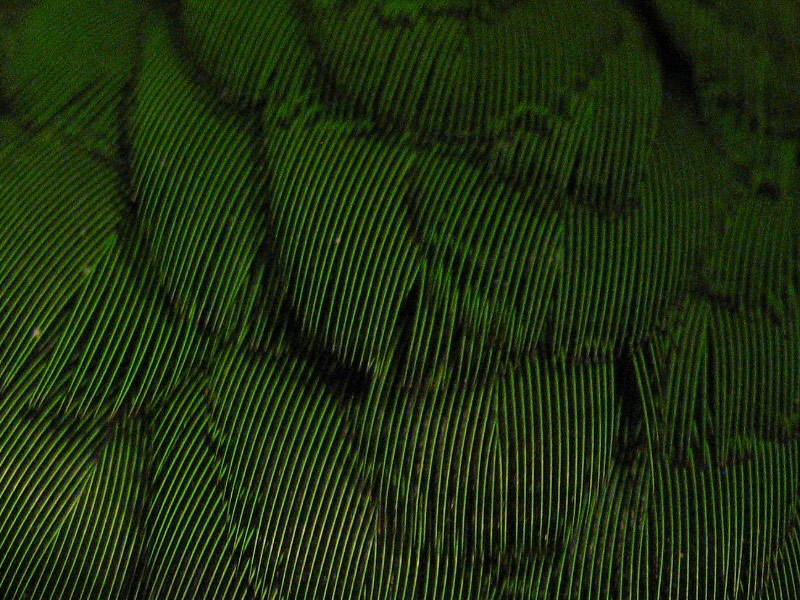 Fotografie von jaredb93max für DesignCrowd (Community Contests) | Design #8969296