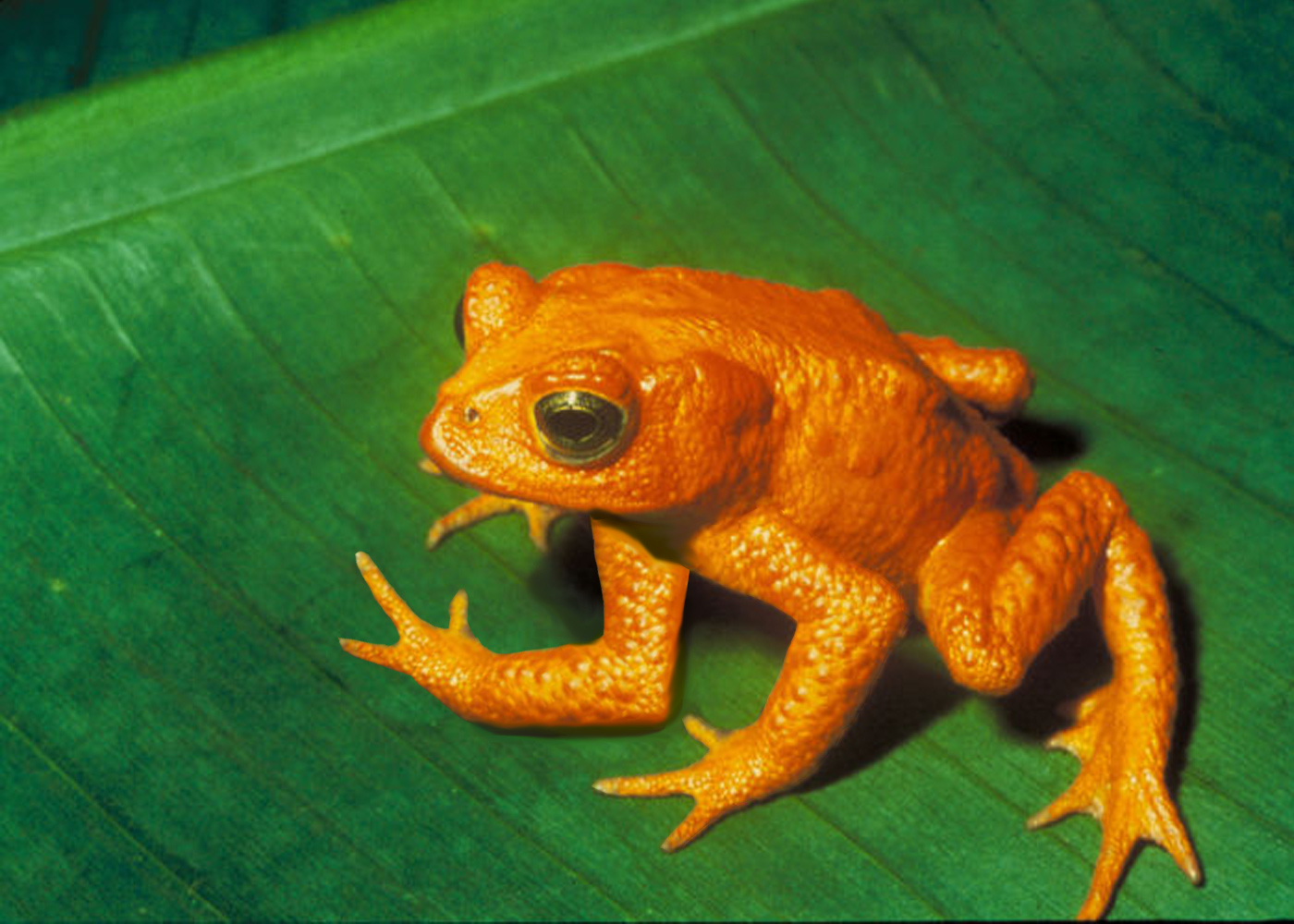 Photoshop Design by studiotexsmyth for DesignCrowd (Community Contests) | Design #8972690