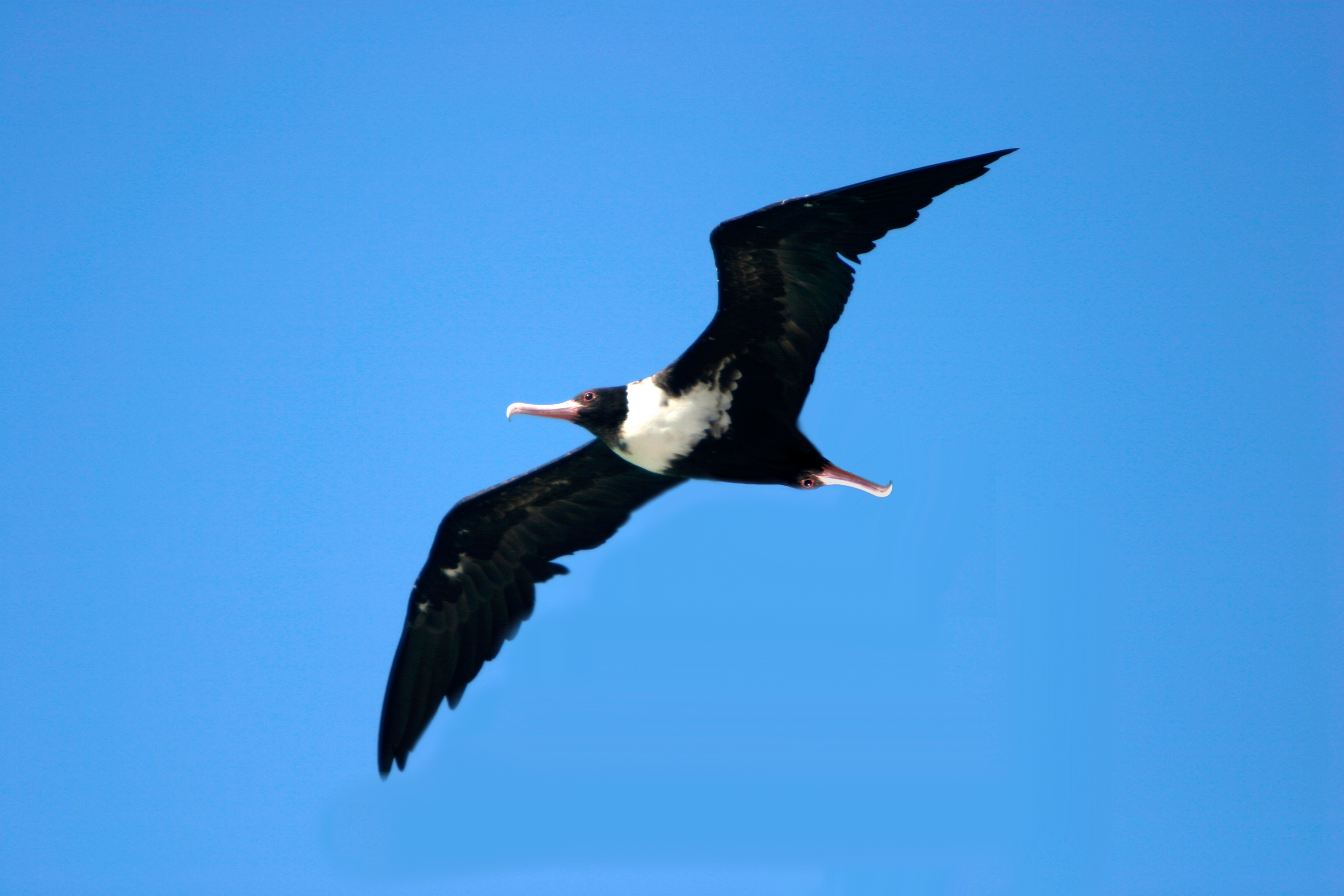 Photoshop Design by alexiit for DesignCrowd (Community Contests) | Design #8972725