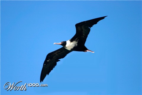 Photoshop Design by alexiit