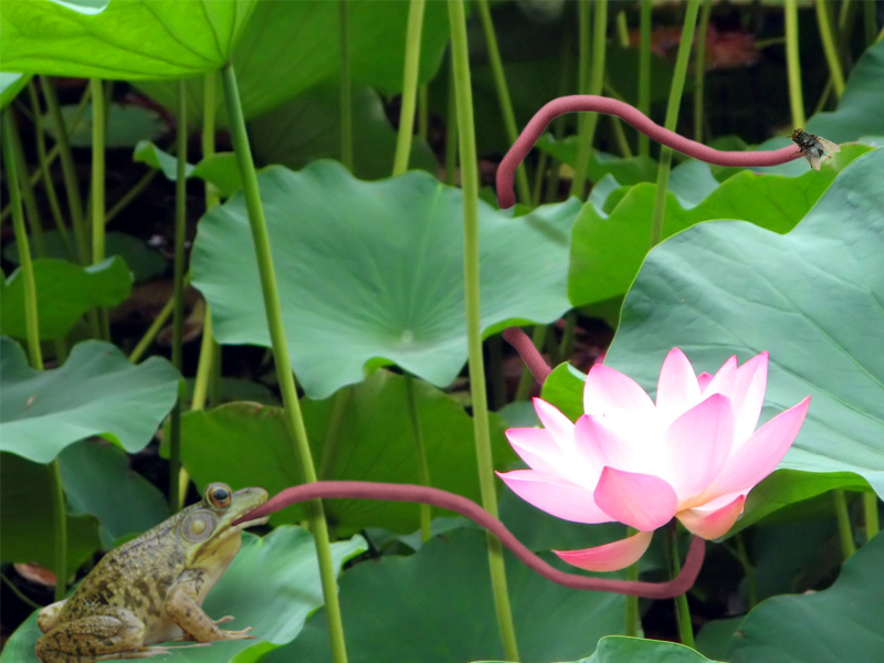 Design Photoshop par hetster pour DesignCrowd (Community Contests) | Design #8972782