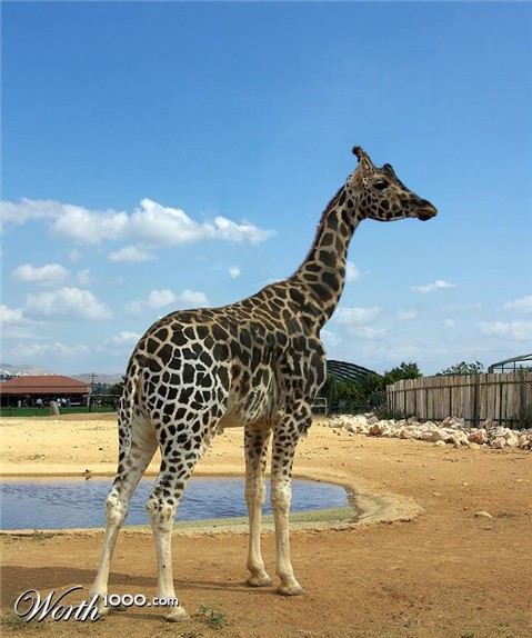 Photoshop Design by RachwitchD3