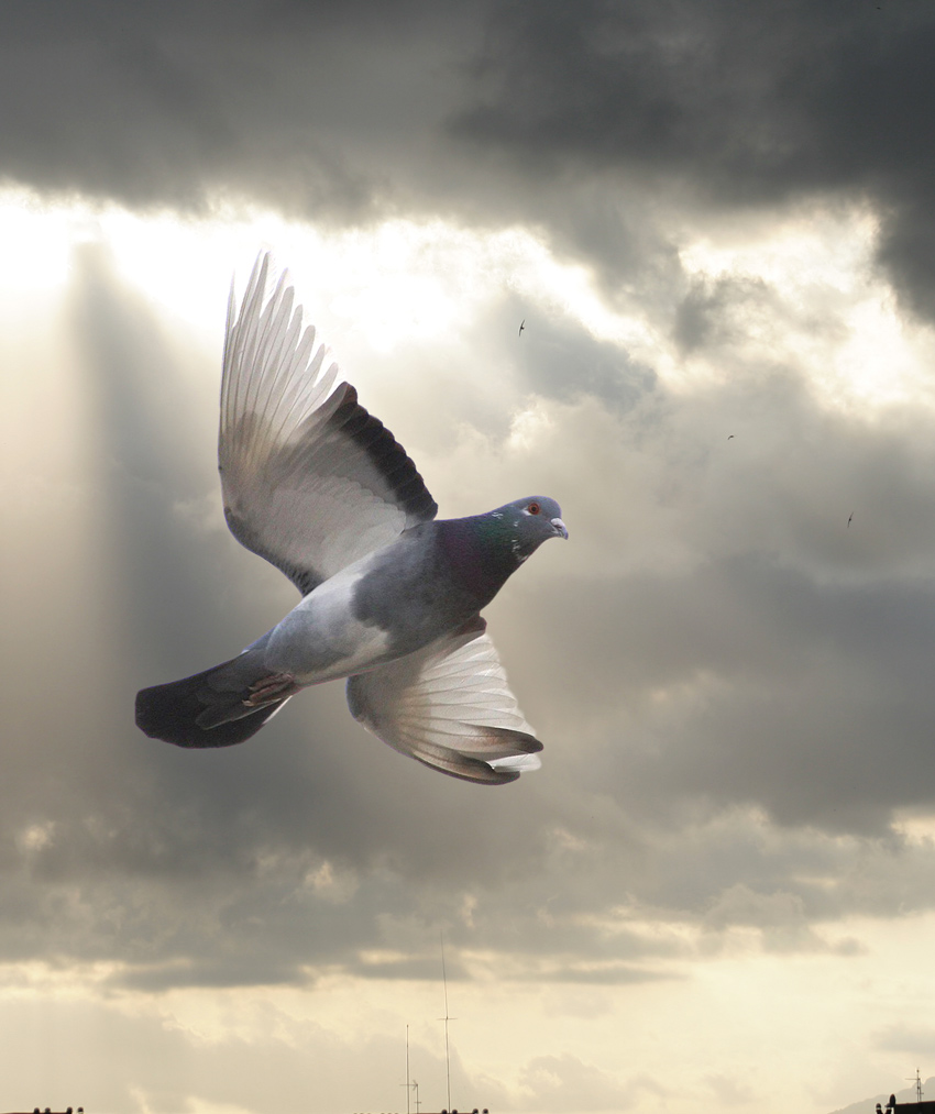 Photoshop Design by resquin for DesignCrowd (Community Contests) | Design #8972826