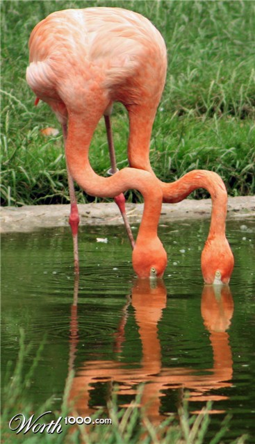 Photoshop Design by Sankrah