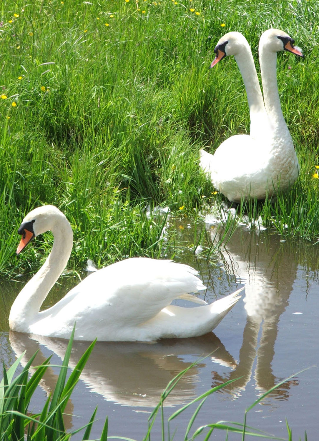 Photoshop Design by dracopro for DesignCrowd (Community Contests) | Design #8972940