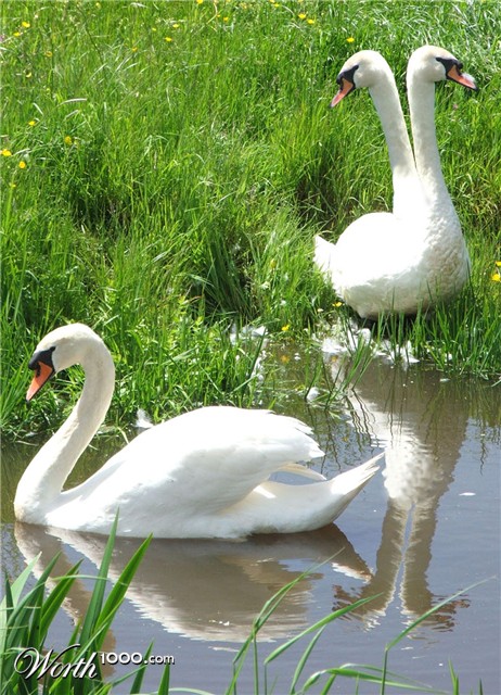 Photoshop Design by dracopro