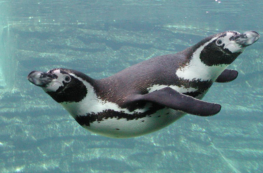 Design Photoshop par bicyclewilli pour DesignCrowd (Community Contests) | Design #8973015