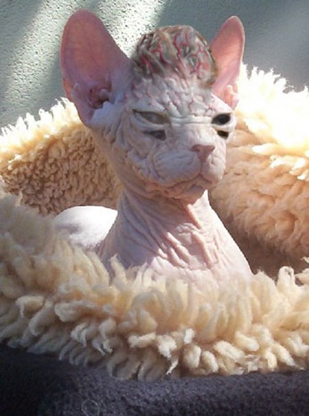 Photoshop Design by pierrX for DesignCrowd (Community Contests) | Design #8973131