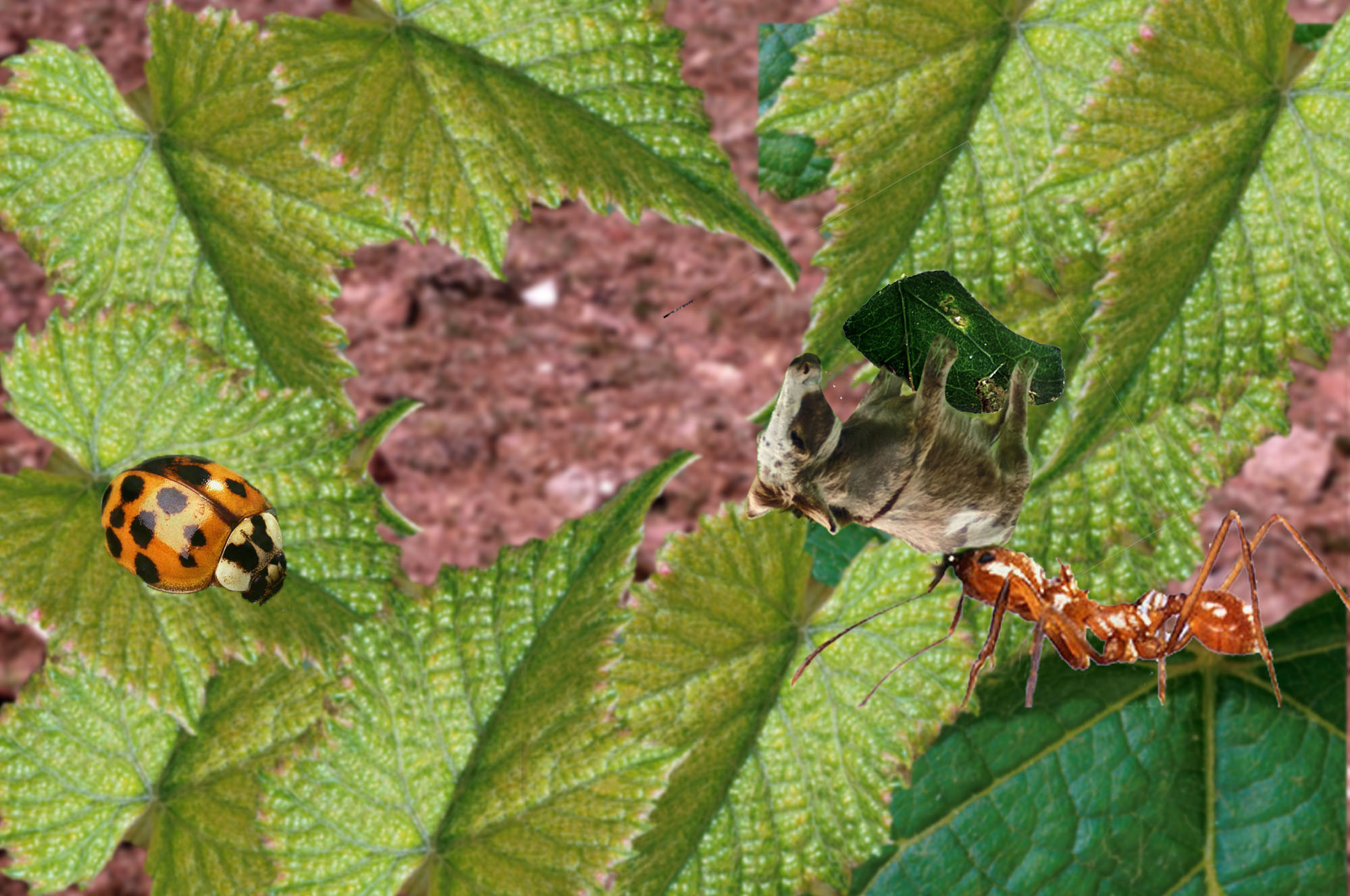 Photoshop Design by allanoora for DesignCrowd (Community Contests) | Design #8971862