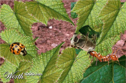 Photoshop Design by allanoora