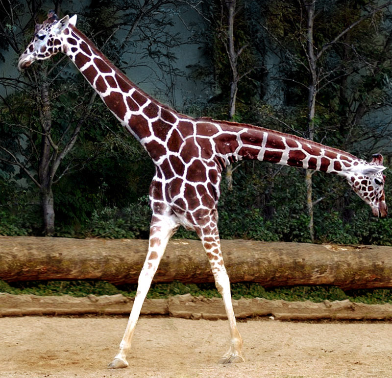 Photoshop Design by ozplasmic for DesignCrowd (Community Contests) | Design #8972974