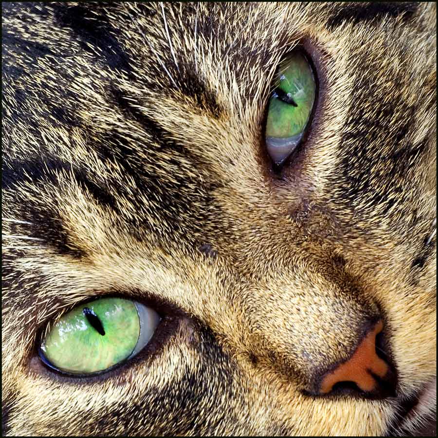 Photography by HappyWanderer for DesignCrowd (Community Contests) | Design #8969475