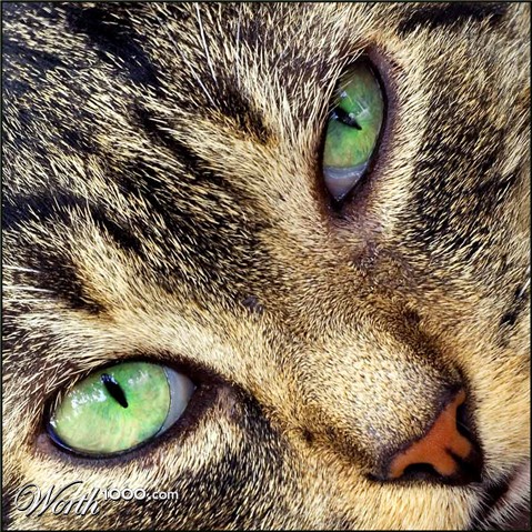 Photography by HappyWanderer