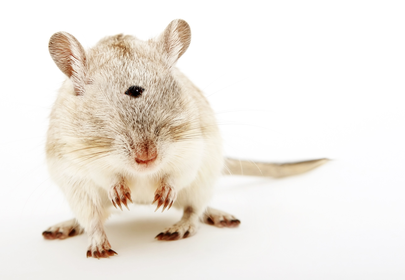 Diseño de Photoshop por bacarrat para DesignCrowd (Community Contests) | Diseño #8973023