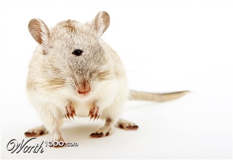 Photoshop Design by bacarrat