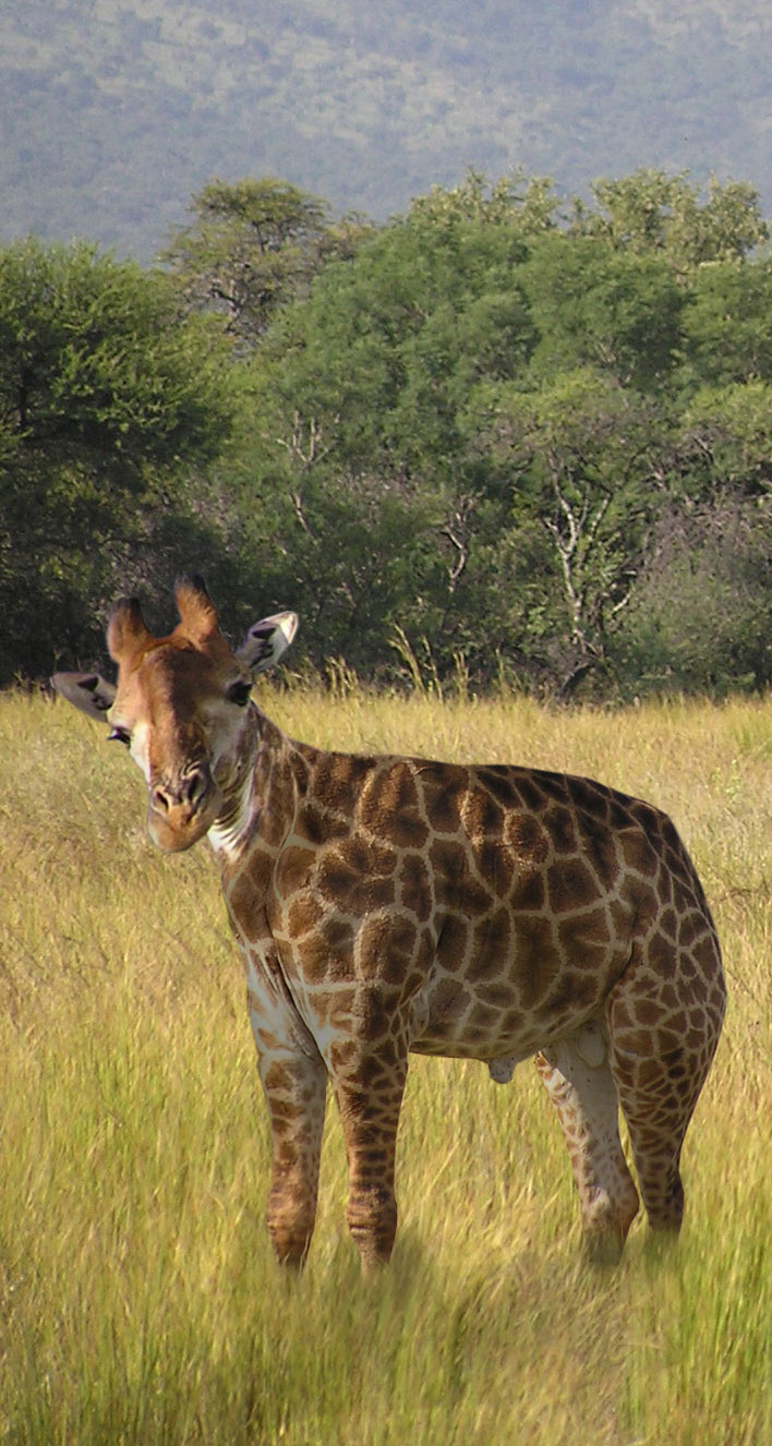 Design Photoshop par PissMyren pour DesignCrowd (Community Contests) | Design #8973060