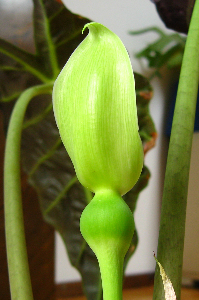 Photography by maibae for DesignCrowd (Community Contests) | Design #8969433