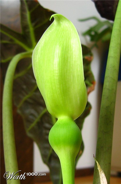 Photography by maibae