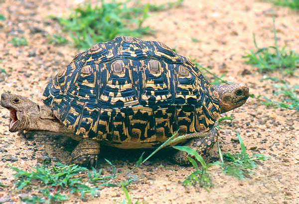 Photoshop-Design von DeeWhite für DesignCrowd (Community Contests) | Design #8973085