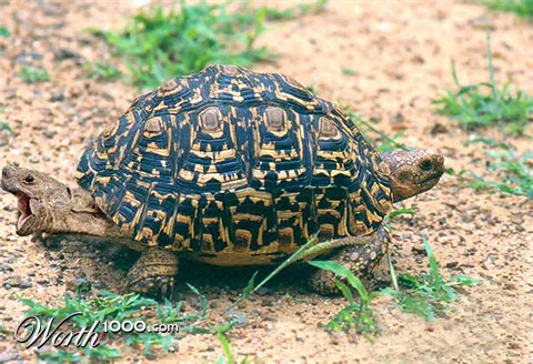 Photoshop Design by DeeWhite