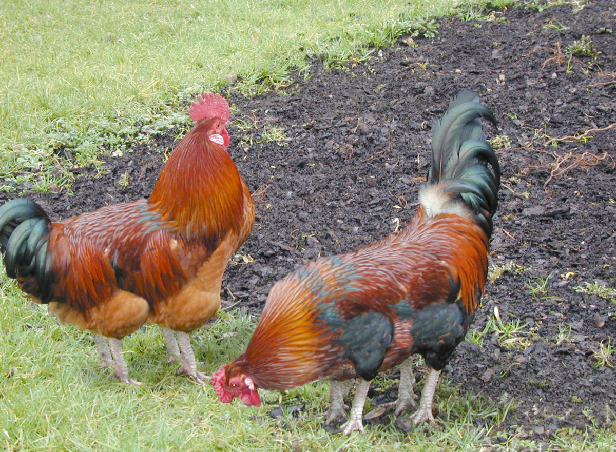 Diseño de Photoshop por reliable para DesignCrowd (Community Contests) | Diseño #8973035