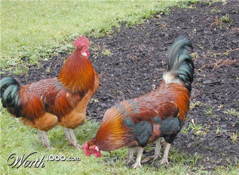 Photoshop Design by reliable