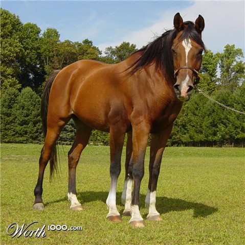 Photoshop Design by cookieberry