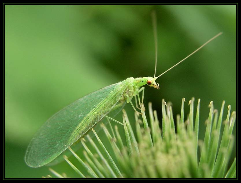 Fotografie von mzmzmzmz für DesignCrowd (Community Contests) | Design #8969387