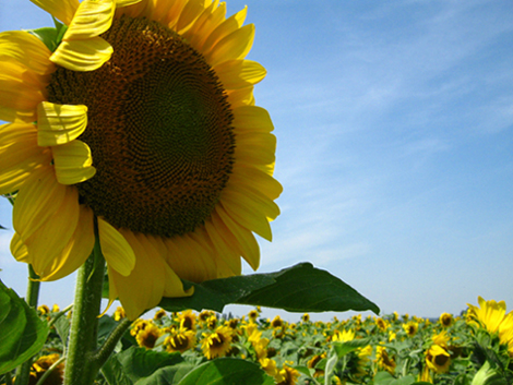 Photography by kirstenb91 for DesignCrowd (Community Contests) | Design #8968008