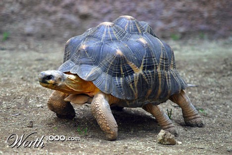 Photoshop Design by darksnake