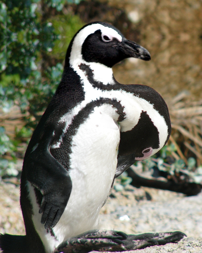 Photoshop-Design von justaskdesigns für DesignCrowd (Community Contests) | Design #8973298