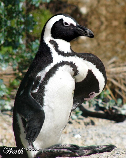 Photoshop Design by justaskdesigns