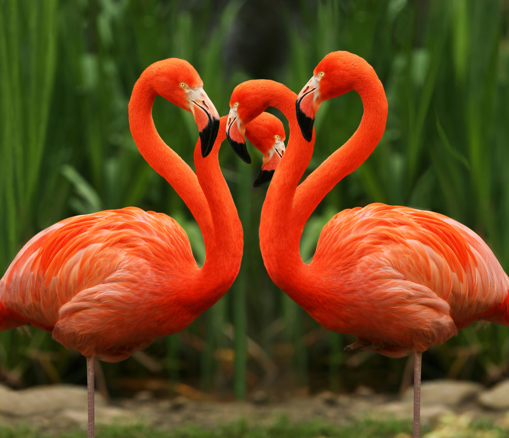 Photoshop Design by Lsgenie for DesignCrowd (Community Contests) | Design #8973227