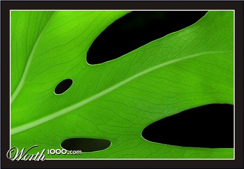 Photography by Tyssen