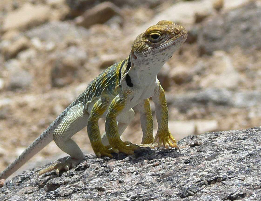 Design Photoshop par YearoftheDragon pour DesignCrowd (Community Contests) | Design #8973269