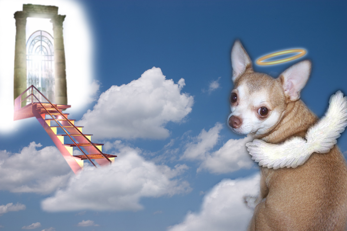 Photoshop Design by DixieGirl82 for DesignCrowd (Community Contests) | Design #8973246