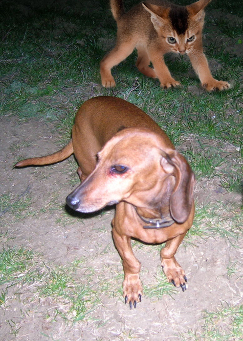 Diseño de Photoshop por fcuetoq para DesignCrowd (Community Contests) | Diseño #8975476