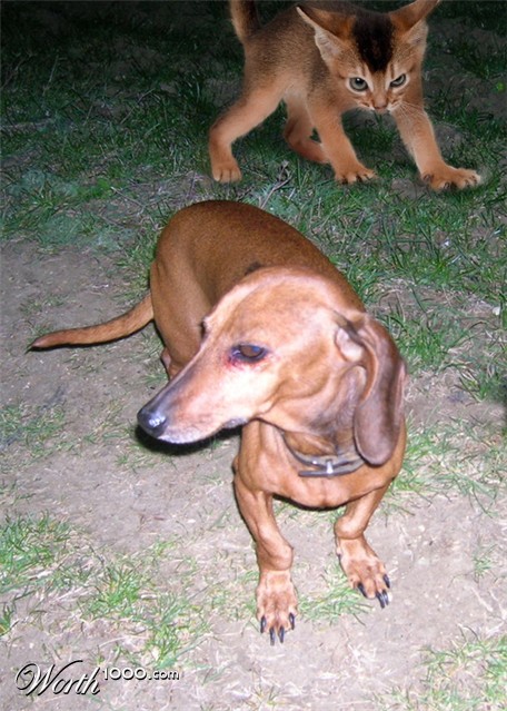 Photoshop Design by fcuetoq