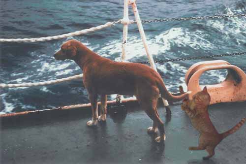 Photoshop Design by ICEBUNNY for DesignCrowd (Community Contests) | Design #8975483