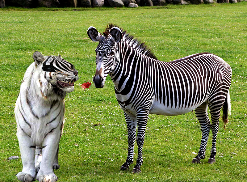 Photoshop Design by studiotexsmyth for DesignCrowd (Community Contests) | Design #8973831