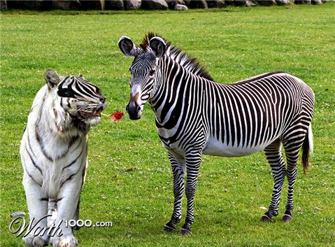 Photoshop Design by studiotexsmyth