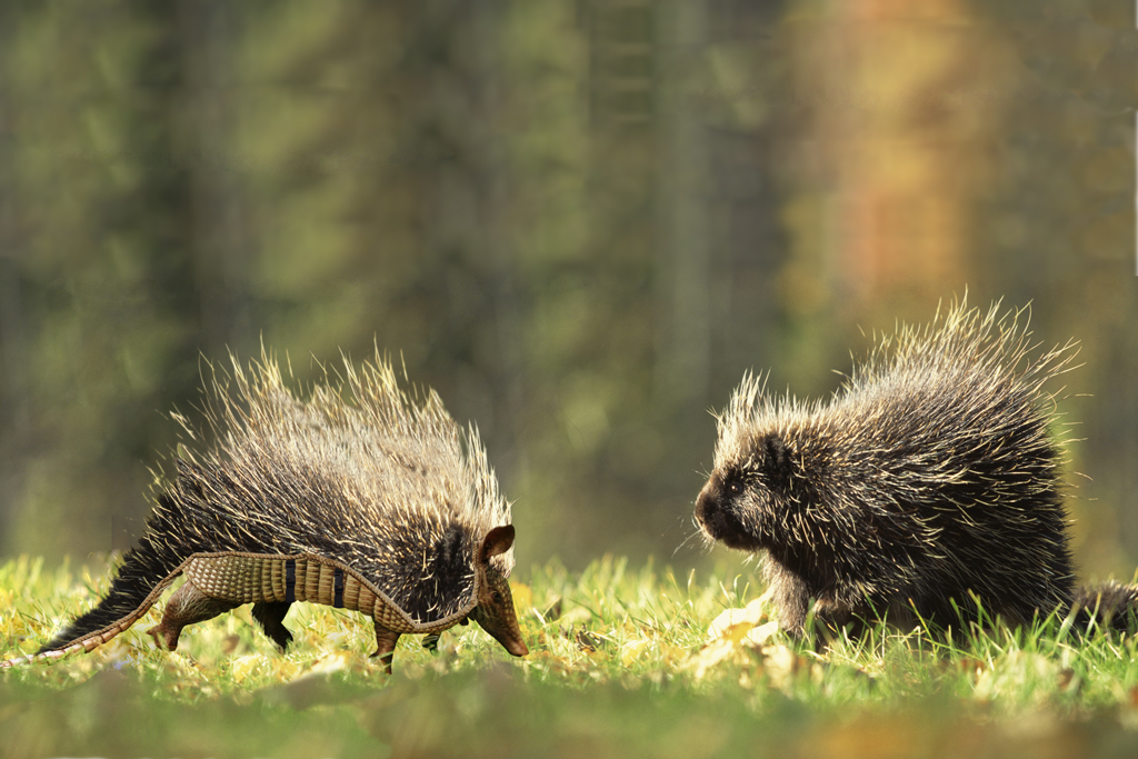 Photoshop Design by Gwenulf for DesignCrowd (Community Contests) | Design #8973851