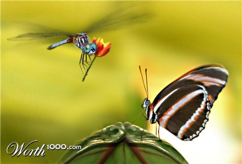 Photoshop Design by cstepSteve